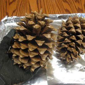 Enhance the Natural Beauty of Pine Cones Image